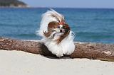SHIH TZU 052